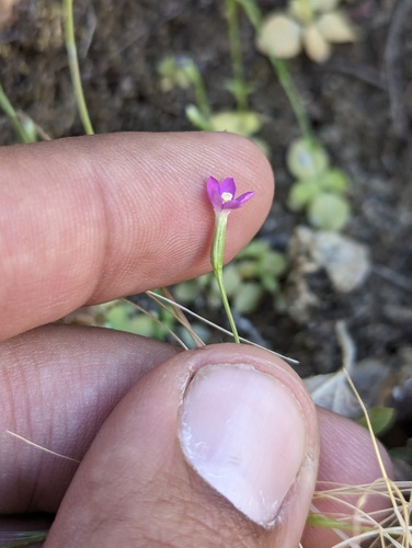 Centaurium capense (Centaurium capense)