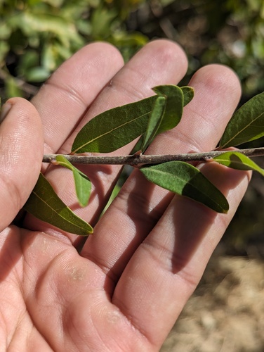 Forestiera macrocarpa (Forestiera macrocarpa)