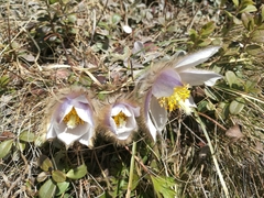 Pulsatilla vernalis