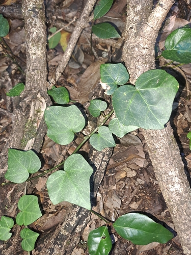 Hedera canariensis