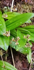 Scoliopus hallii