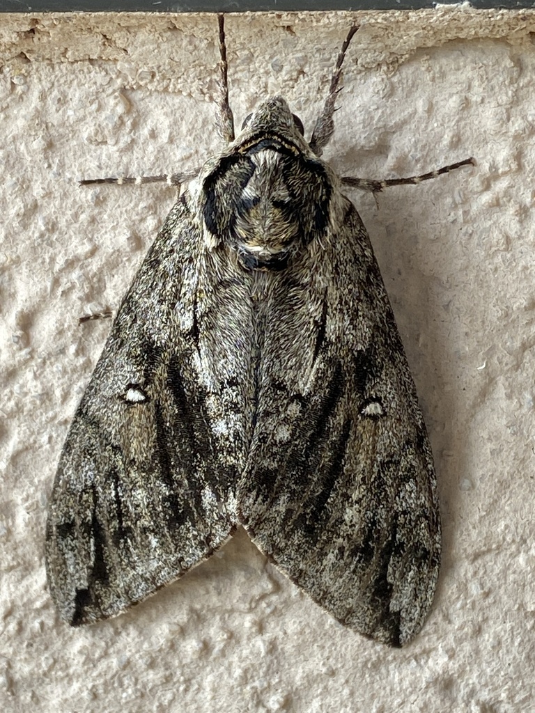 Waved Sphinx from Davis Ln, San Marcos, TX, US on March 16, 2024 at 03: ...