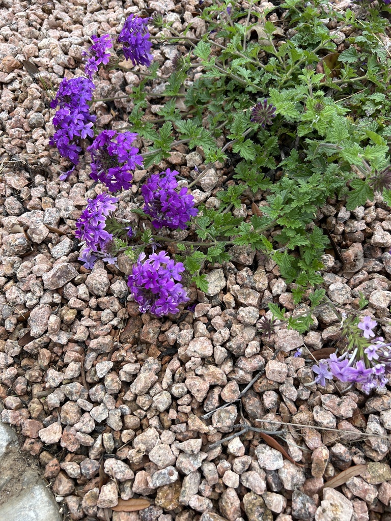 Dakota mock vervain from pointer ln georgetown tx us on march 16