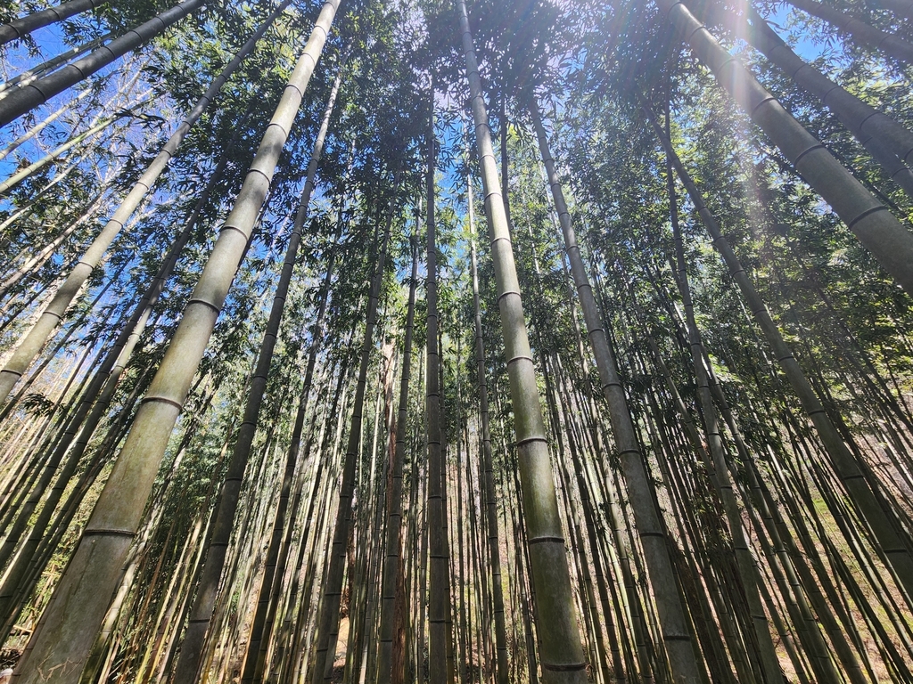 Phyllostachys reticulata; photograph (c) Kaden Slone, some rights reserved (CC BY)
