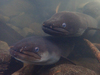 New Zealand Longfin Eel - Photo (c) Julien Renoult, some rights reserved (CC BY), uploaded by Julien Renoult