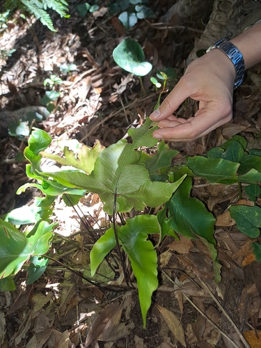 Image of Asplenium hemionitis by (c) Amelie Jorns, some rights reserved (CC BY)