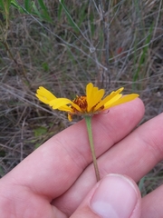 Helenium brevifolium