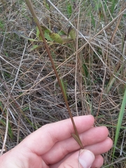 Helenium brevifolium
