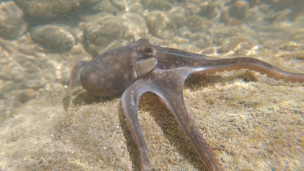 California two-spot octopus