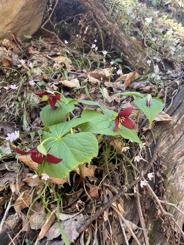 Foto de Trillium vermelho