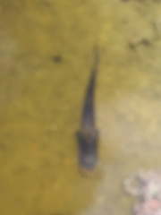 Channa aurolineata