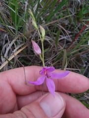 Calopogon pallidus