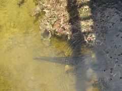 Channa aurolineata