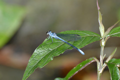 Bayadera brevicauda