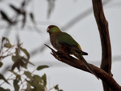 Purpureicephalus spurius