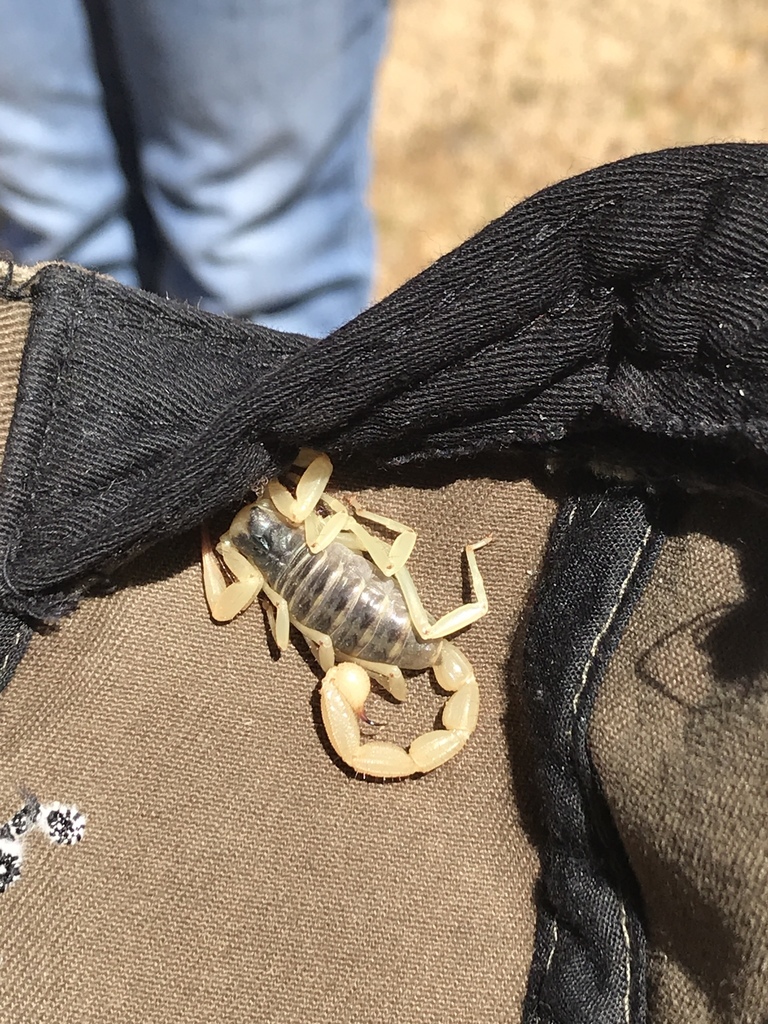 Hadrurus obscurus