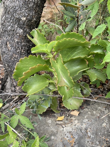 Kalanchoe sexangularis