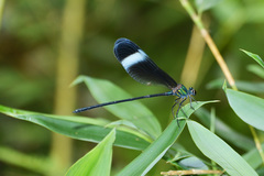 Psolodesmus mandarinus mandarinus