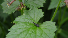 Dichelotarsus piniphilus