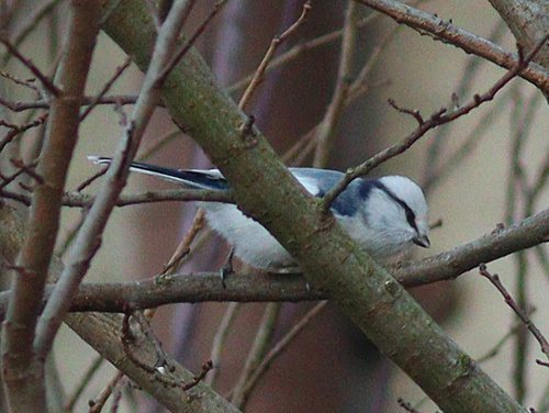 Azure Tit (Cyanistes cyanus)