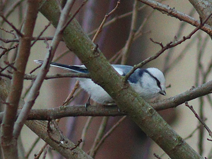 Azure Tit (Cyanistes cyanus)