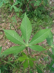 Vitex agnus-castus