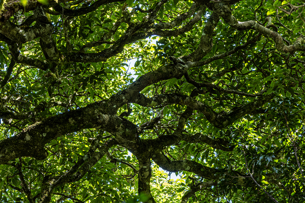 Australian beech from Natural Bridge QLD 4211, Australia on March 12 ...