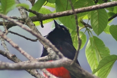 Hypopyrrhus pyrohypogaster