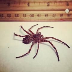 Dolomedes tenebrosus