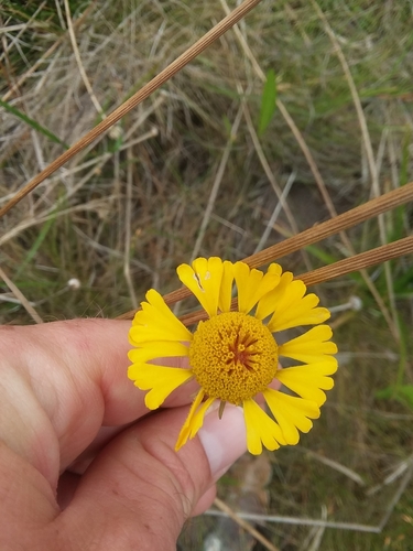 Image of Helenium vernale by (c) Will McFarland, some rights reserved (CC BY)