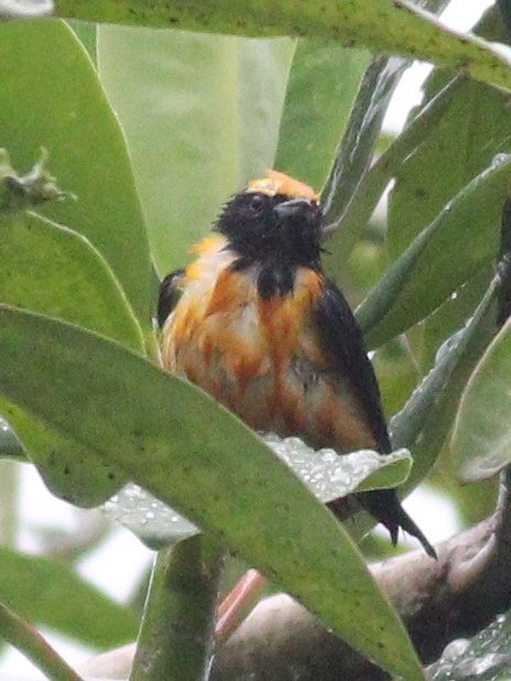 Orange-crowned Euphonia (Euphonia saturata), photo 7