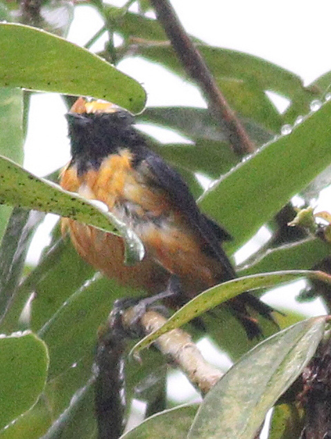 Orange-crowned Euphonia (Euphonia saturata), photo 8