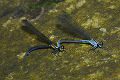 Bayadera brevicauda