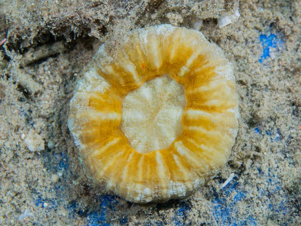 Sclerophyllia margariticola