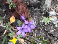 Gilia achilleifolia