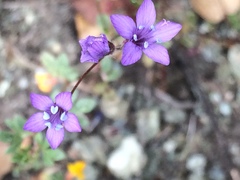 Gilia achilleifolia