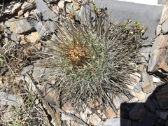 Echinofossulocactus lloydii