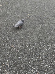 Columba livia domestica