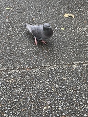 Columba livia domestica