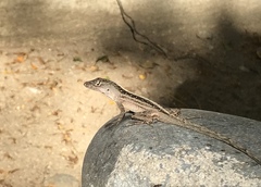 Anolis sagrei
