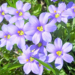 Sisyrinchium pruinosum