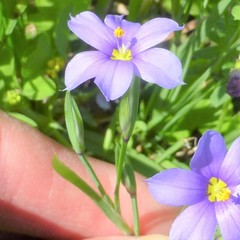 Sisyrinchium pruinosum