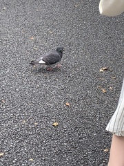 Columba livia domestica