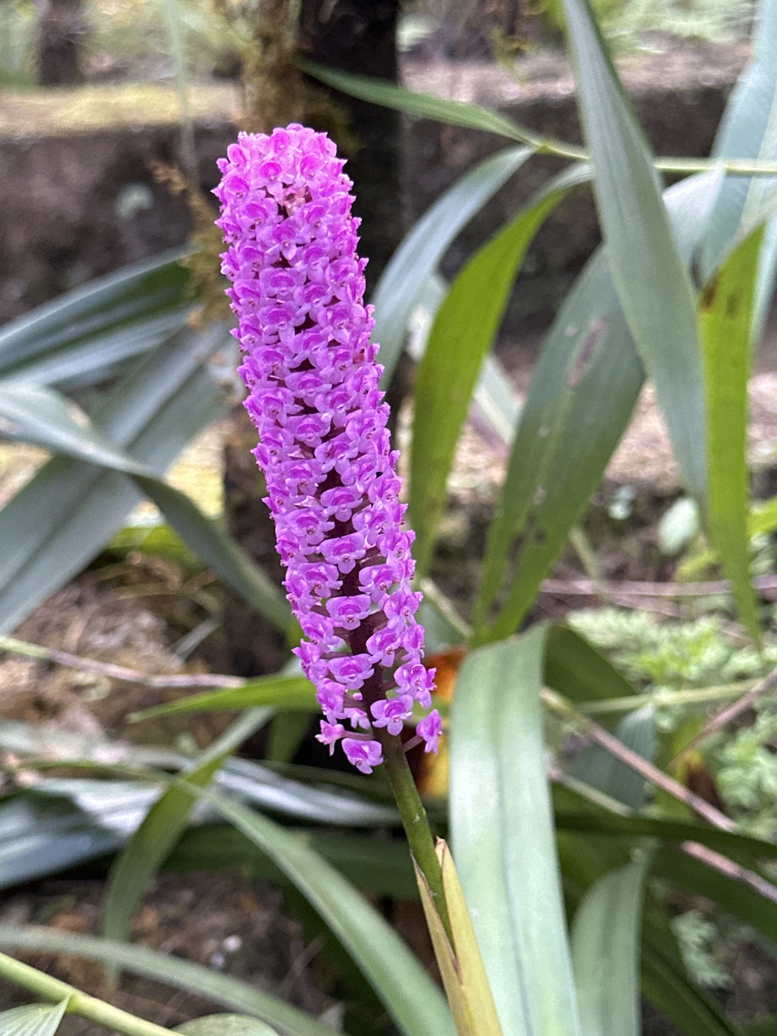 Imagem de Orquídea gigante