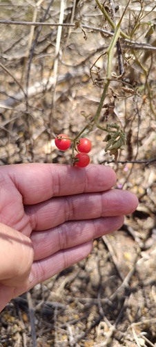 Solanum lycopersicum