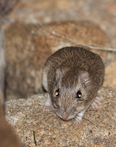 San Diego Pocket Mouse