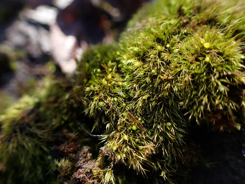 Image of Pleuridium acuminatum by no rights reserved