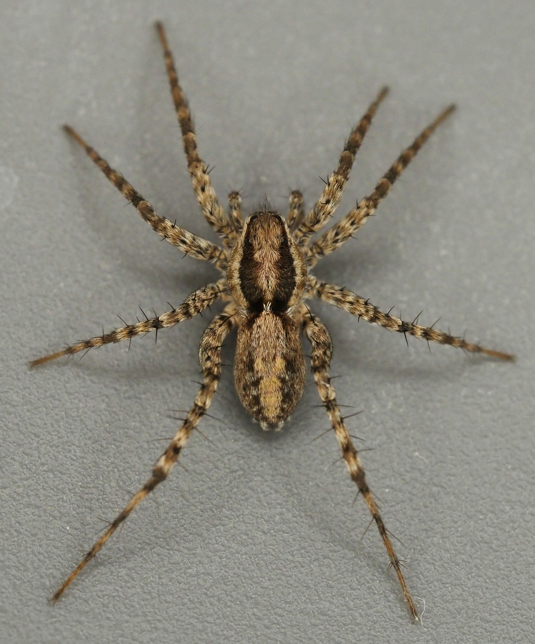 Pardosa pauxilla · iNaturalist