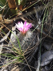 Rapicactus beguinii