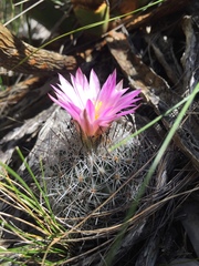 Rapicactus beguinii